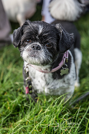 46_Bigwalkies2017_RSPCAHx_craigshawphoto