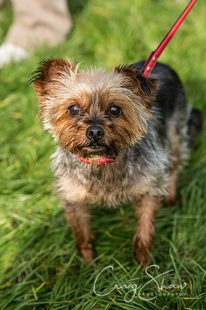 48_Bigwalkies2017_RSPCAHx_craigshawphoto