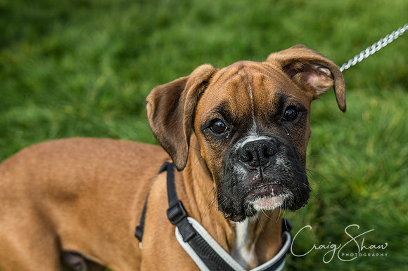 67_Bigwalkies2017_RSPCAHx_craigshawphoto