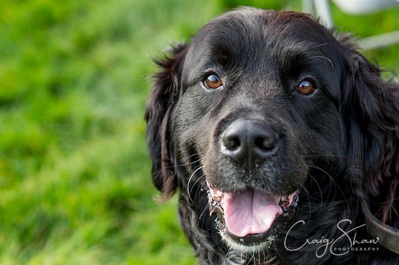 71_Bigwalkies2017_RSPCAHx_craigshawphoto-2