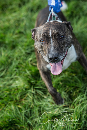 75_Bigwalkies2017_RSPCAHx_craigshawphoto