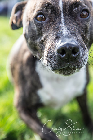 85_Bigwalkies2017_RSPCAHx_craigshawphoto