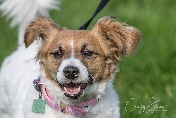 96_Bigwalkies2017_RSPCAHx_craigshawphoto