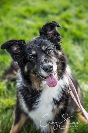 112_Bigwalkies2017_RSPCAHx_craigshawphoto