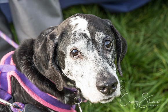 124_Bigwalkies2017_RSPCAHx_craigshawphoto
