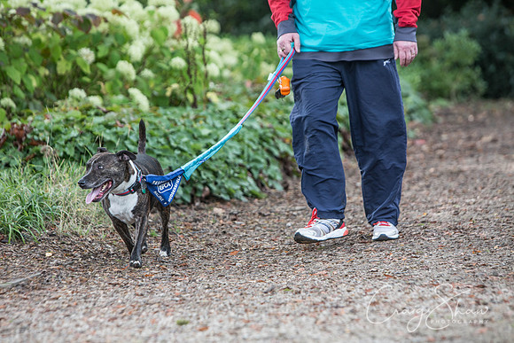 275_Bigwalkies2017_RSPCAHx_craigshawphoto