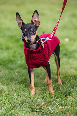 155_Woofstock2016_craigshaw