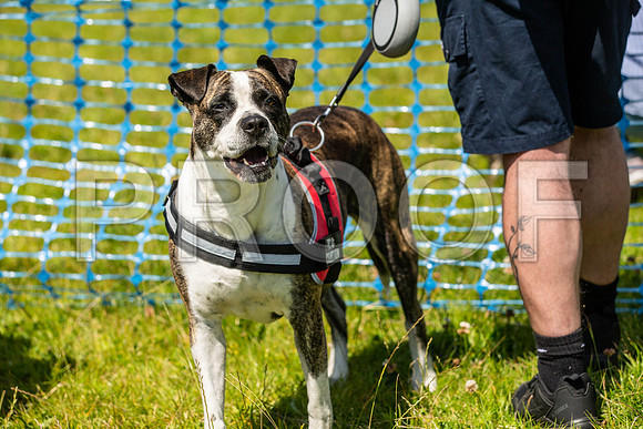 1872__PAWSFundogShow_July2022_cshaw