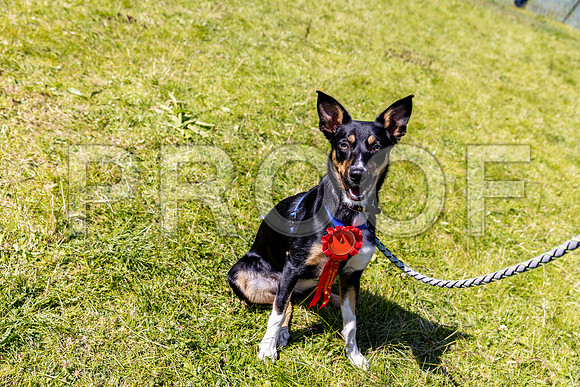 2540__PAWSFundogShow_July2022_cshaw