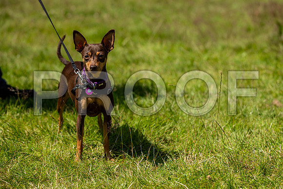 1701__PAWSFundogShow_July2022_cshaw
