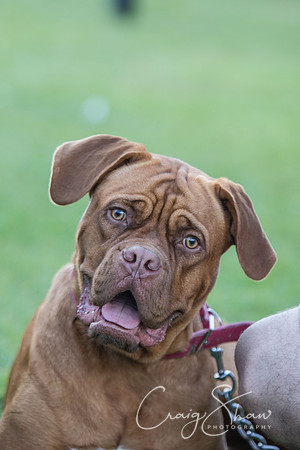 2234_K9Partyinthepark2014_RSPCAHalifax_bluplanetphoto