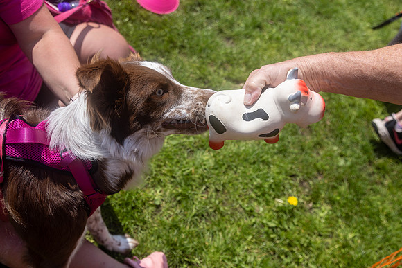 2148_HebdensHappyHounds2024_Cshaw-
