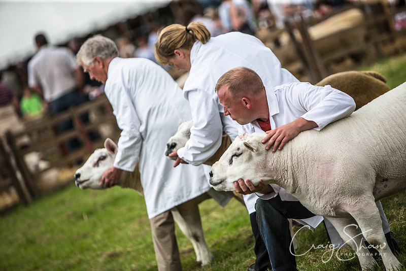 365_TodAgriculturalShow2014__bluplanetphoto