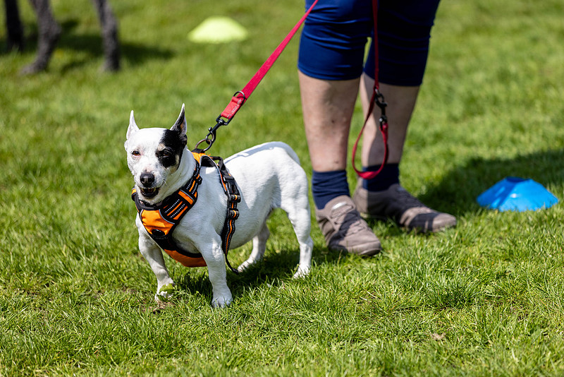 1423_HebdensHappyHounds2024_Cshaw-