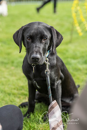 190_Woofstock2016_craigshaw