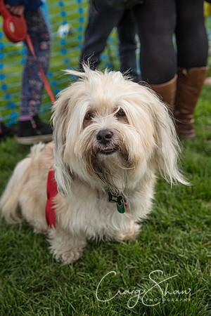 1632_Woofstock2016_craigshaw