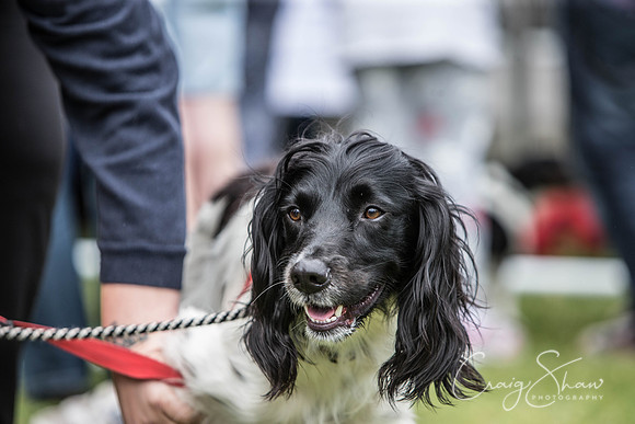 36_BarkintheParkHuddersfield_2014_bluplanetphoto