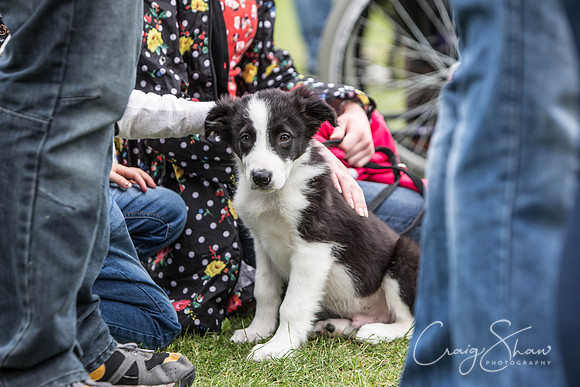 87_BarkintheParkHuddersfield_2014_bluplanetphoto