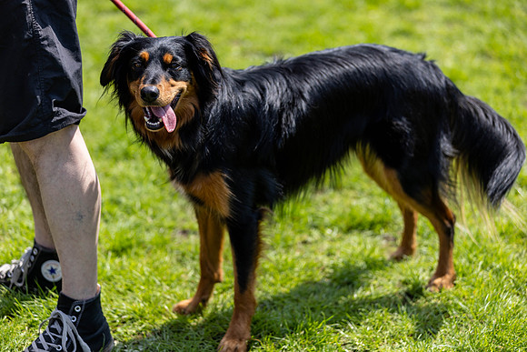 1436_HebdensHappyHounds2024_Cshaw-