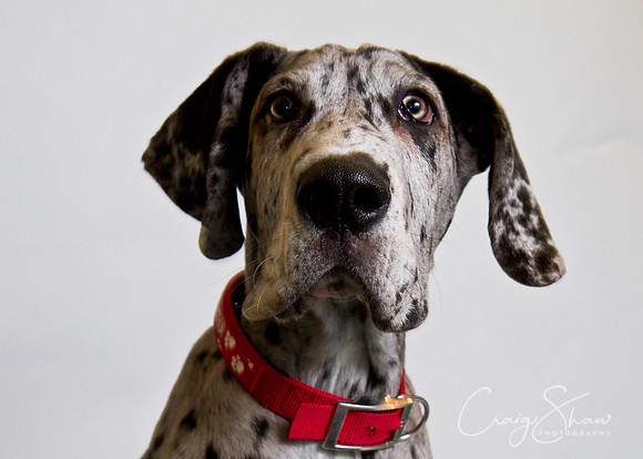 Vets4Pets RSPCA Fundraiser