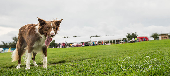 365_Woofstock2016_craigshaw