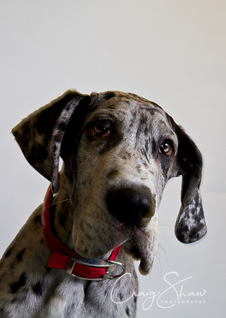 Vets4Pets RSPCA Fundraiser