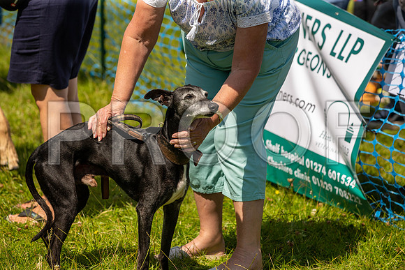 2480__PAWSFundogShow_July2022_cshaw