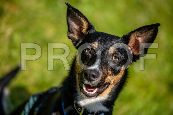1806__PAWSFundogShow_July2022_cshaw