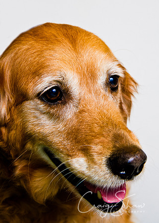 Vets4Pets RSPCA Fundraiser