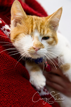 Vets4Pets RSPCA Fundraiser
