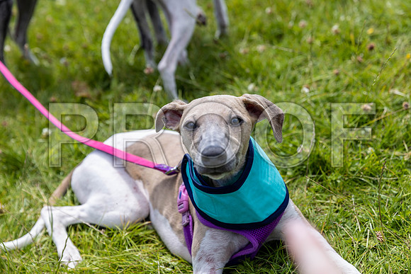 1530__PAWSFundogShow_July2022_cshaw