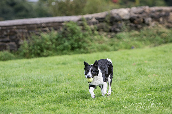294_Woofstock2016_craigshaw