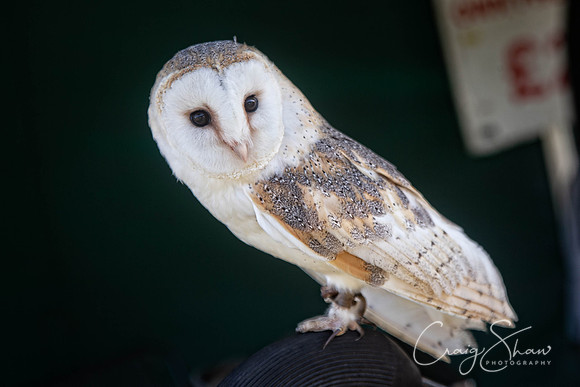 33_TodCountryFair2018_craigshawphoto