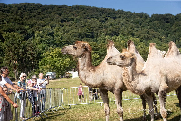 119_TodCountryFair2018_craigshawphoto