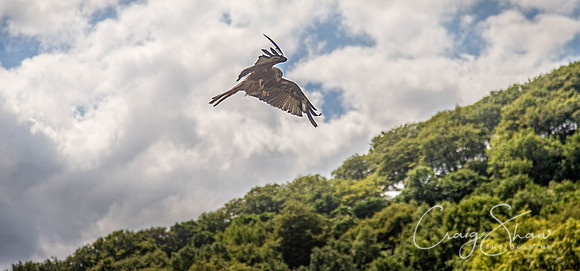1728_TodCountryFair2018_craigshawphoto-Edit
