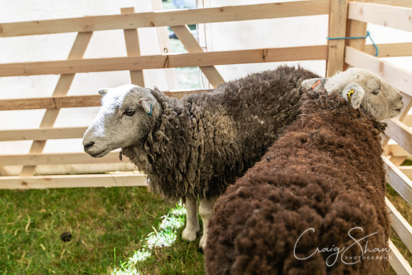 1419_TodCountryFair2018_craigshawphoto