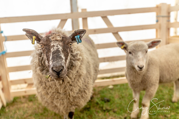 1422_TodCountryFair2018_craigshawphoto