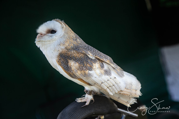 29_TodCountryFair2018_craigshawphoto