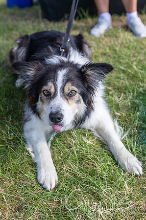 53_TodCountryFair2018_craigshawphoto