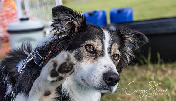63_TodCountryFair2018_craigshawphoto
