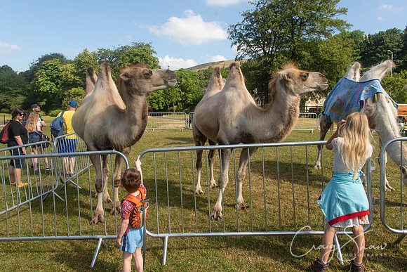 83_TodCountryFair2018_craigshawphoto