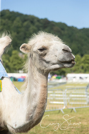 104_TodCountryFair2018_craigshawphoto
