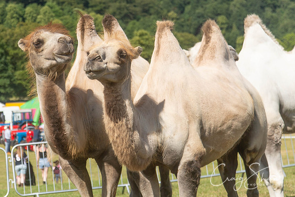 112_TodCountryFair2018_craigshawphoto
