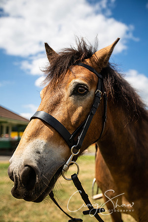 2029_TodCountryFair2018_craigshawphoto