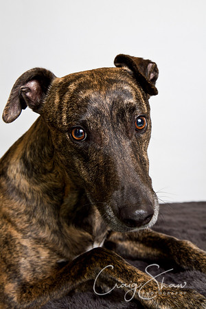 Vets4Pets RSPCA Fundraiser