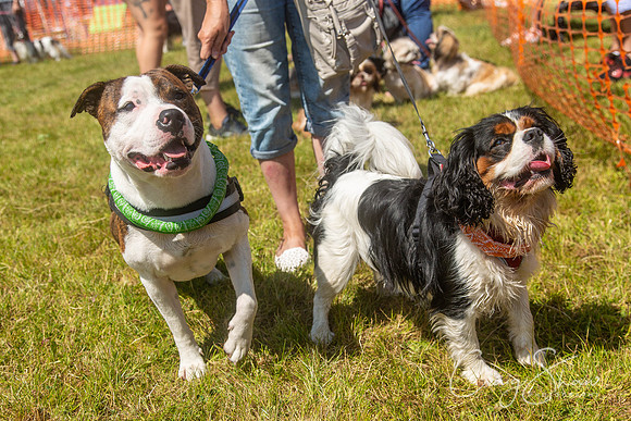 552_PAWSFunday2018_craigshawphoto