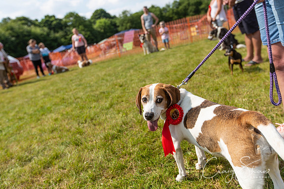 877_PAWSFunday2018_craigshawphoto