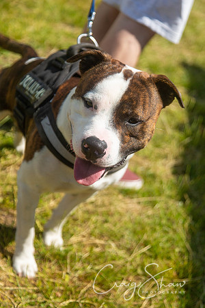 140_PAWSFunday2018_craigshawphoto