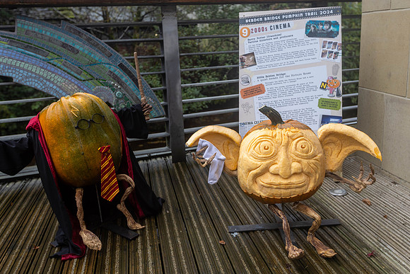 239_HebdenPumpkinTrail2024_Cshaw-