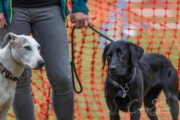 174_HebdensHappyHounds2018_craigshawphoto